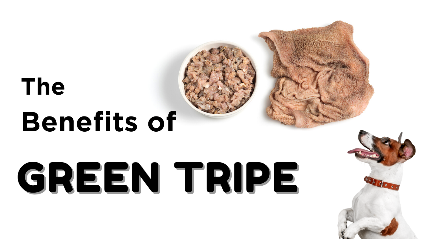 Green tripe benefits for dogs hot sale