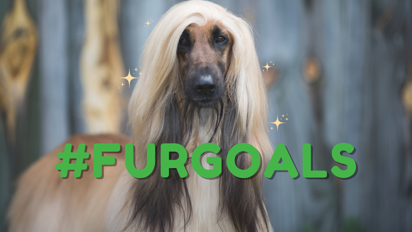The ultimate guide to HEALTHY SKIN AND COAT for dogs & cats