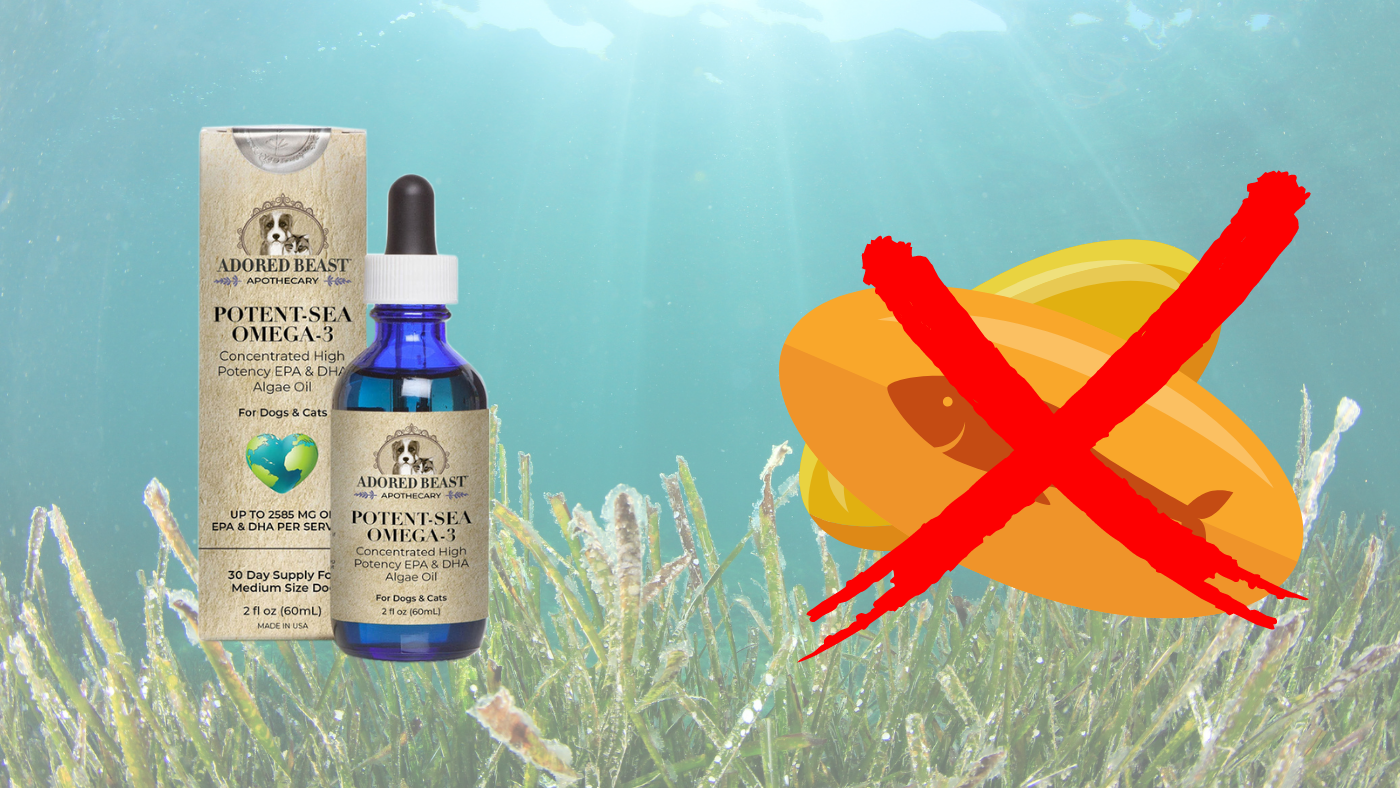 Best Sources of OMEGA-3 For Dogs & Cats (Trash your Fish Oil)