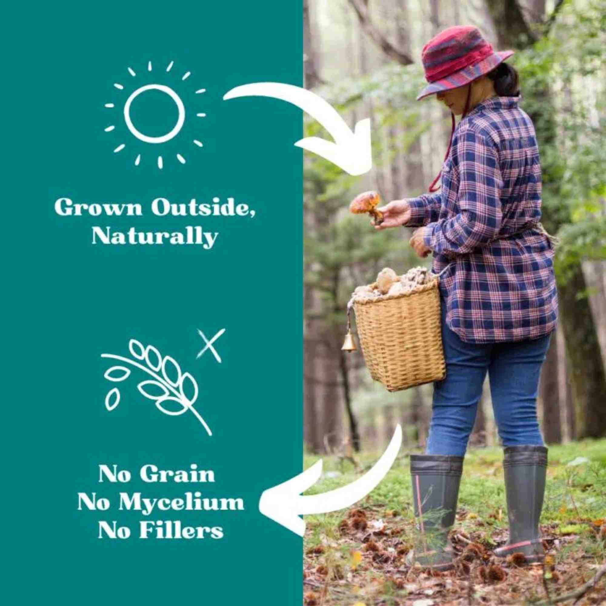 CLARITY - Mushrooms for Brain & Nervous System Support