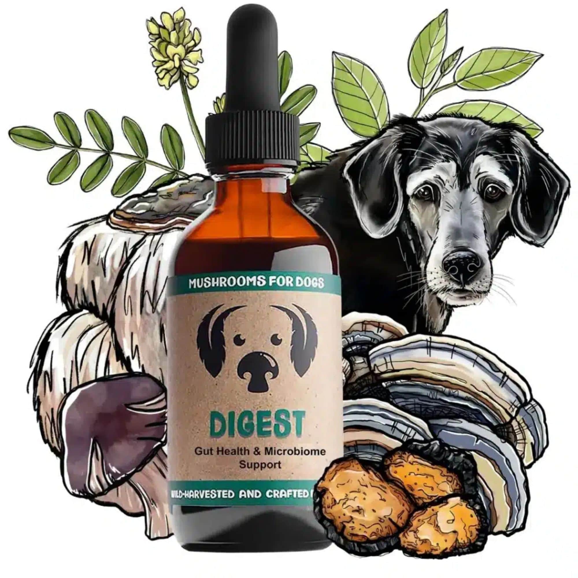 MycoDog Digest Mushrooms for Gut Health & Microbiome Support Bottle
