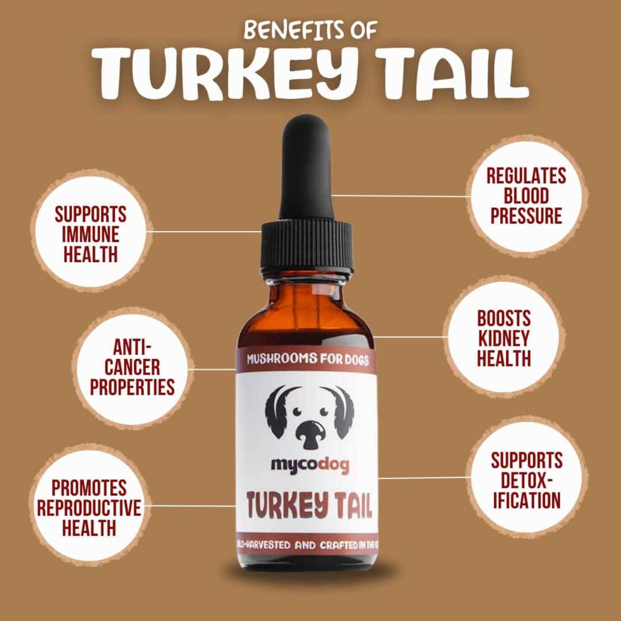 Turkey Tail Mushrooms | Liquid Dual Extract