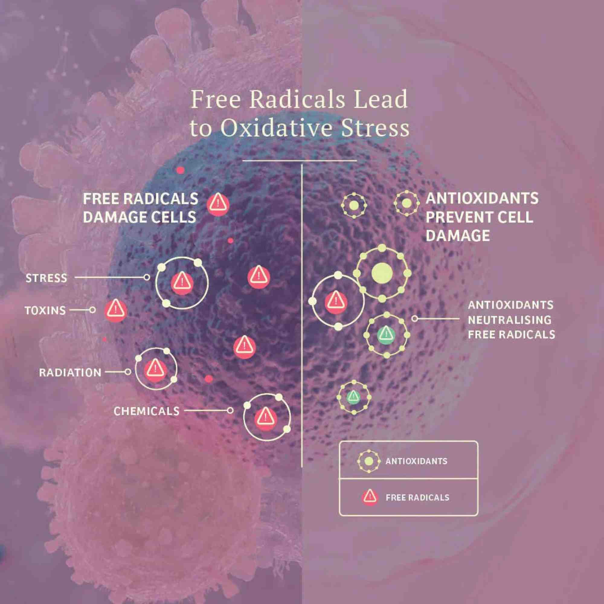 Vital Defense Infograph on how Free Radicals can lead to Oxidative Stress and how antioxidants help to neutralise free radicals