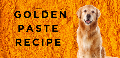 Benefits of Turmeric & Golden Paste for Dogs and Cats