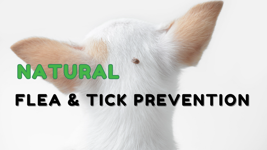 NATURAL FLEA & TICK PREVENTION: A COMPREHENSIVE GUIDE TO PROTECTING YOUR PET