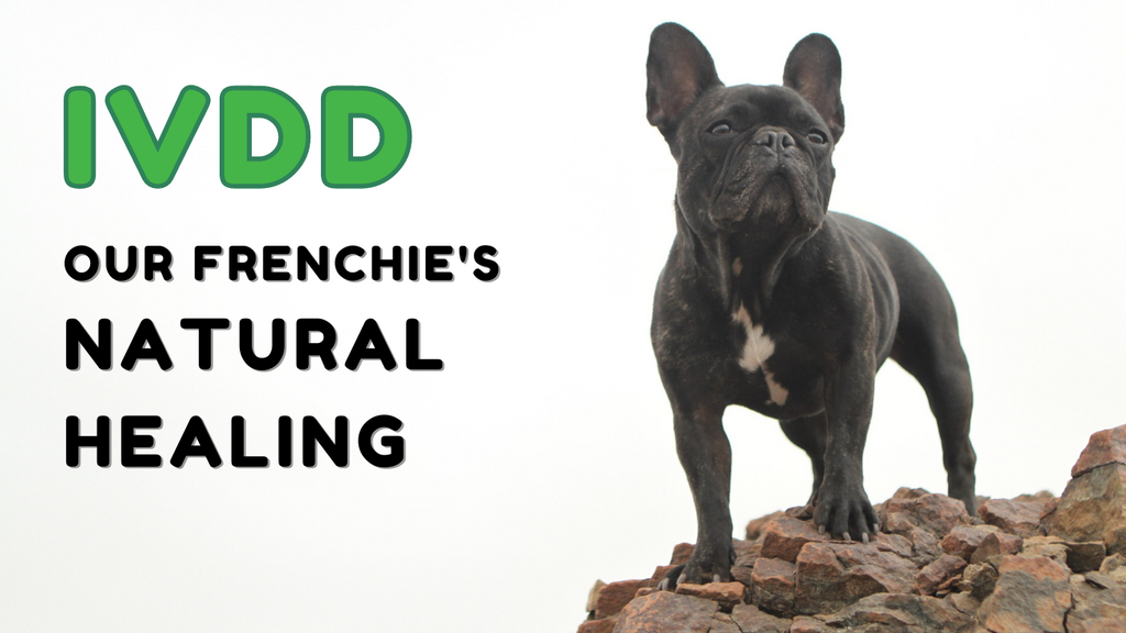 IVDD: How Our French Bulldog  Recovered Naturally And Without Medication