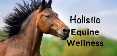 Three Simple Steps to Improve Your Horse’s Health and Wellness TODAY