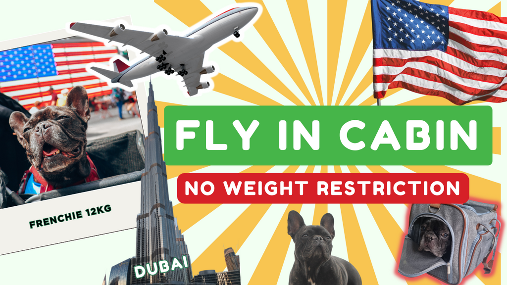 HOW WE FLEW OUR DOG (Above 8kg) IN-CABIN FROM DUBAI TO USA