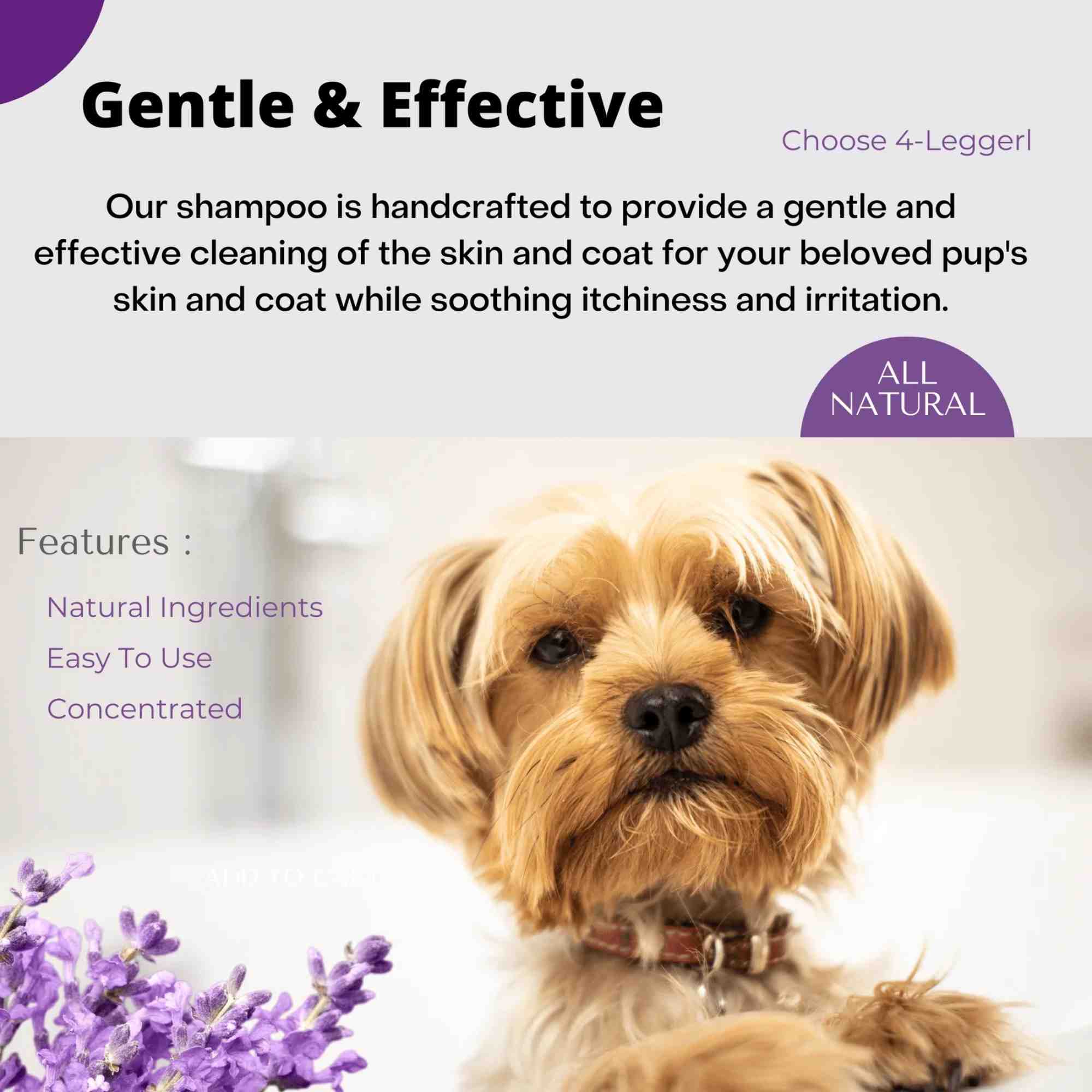 4-legger usda certified organic dog shampoo 16 oz bottle calm organic lavender dog shampoo with calendula and st john&