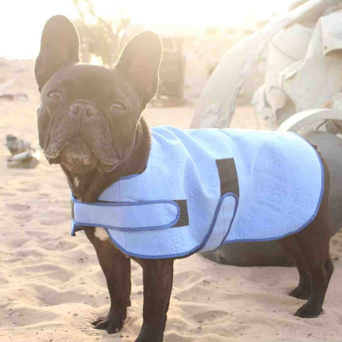 Aquamat Cooling Vest for Dogs in Blue