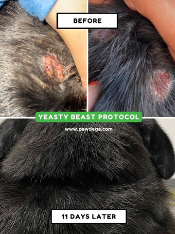 Yeasty Beast Protocol