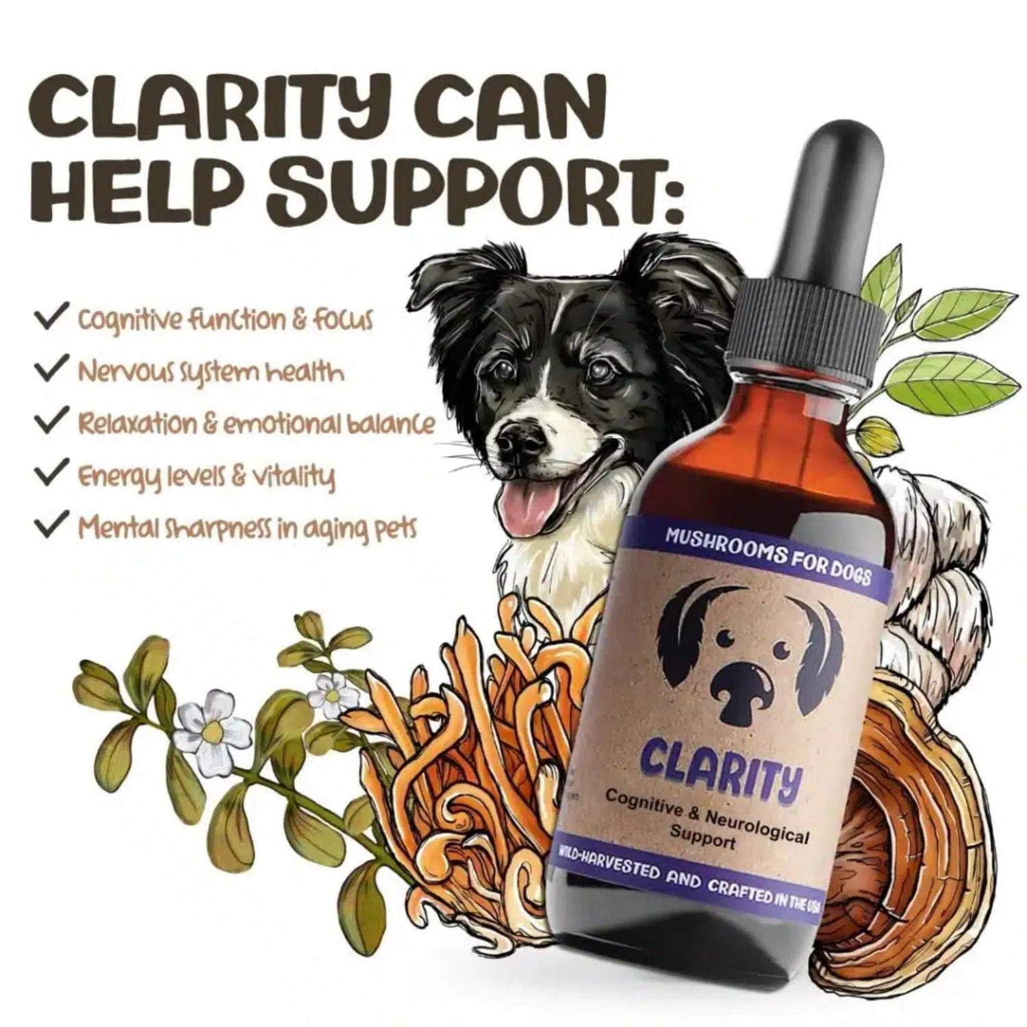 MycoDog Clarity Mushrooms Benefits and What it Helps Support
