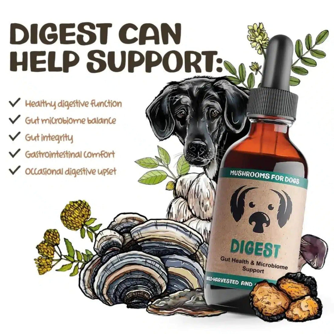 MycoDog Digest Mushrooms Benefits and What it Helps Support