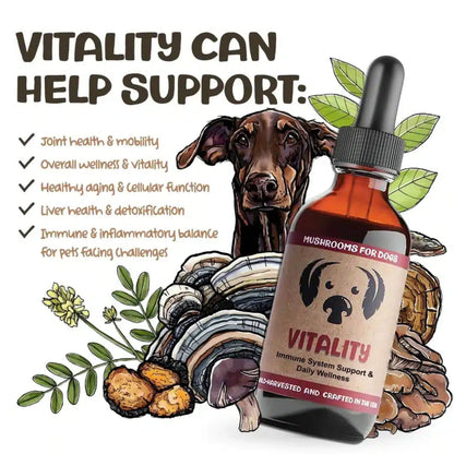 MycoDog Vitality Mushrooms Benefits and What it Helps Support