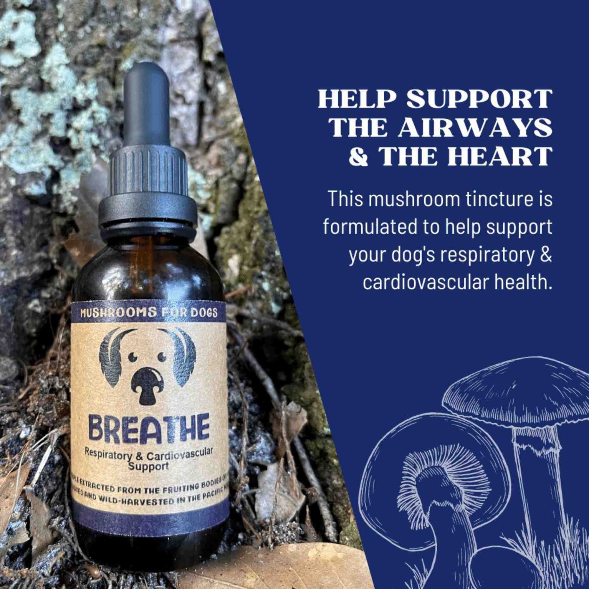 Breathe Mushrooms by mycodog for respiratory and cardiovascular health for dogs benefits