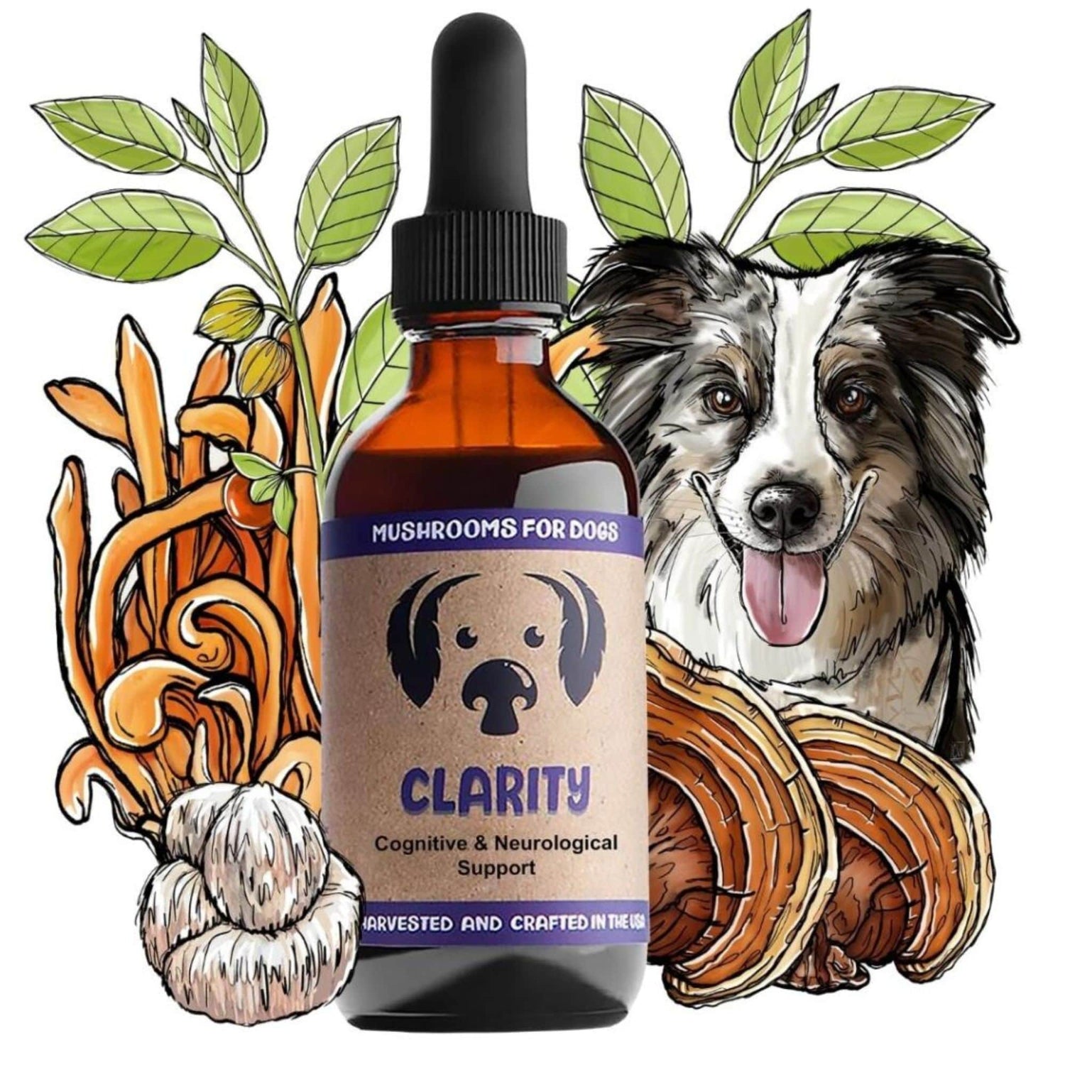 MycoDog Clarity Mushrooms for Cognitive &amp; Neurological Support Bottle