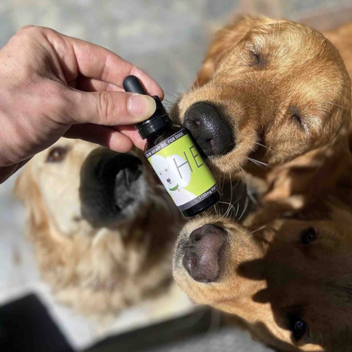 HEAL - Full-Spectrum Hemp Oil for Dogs