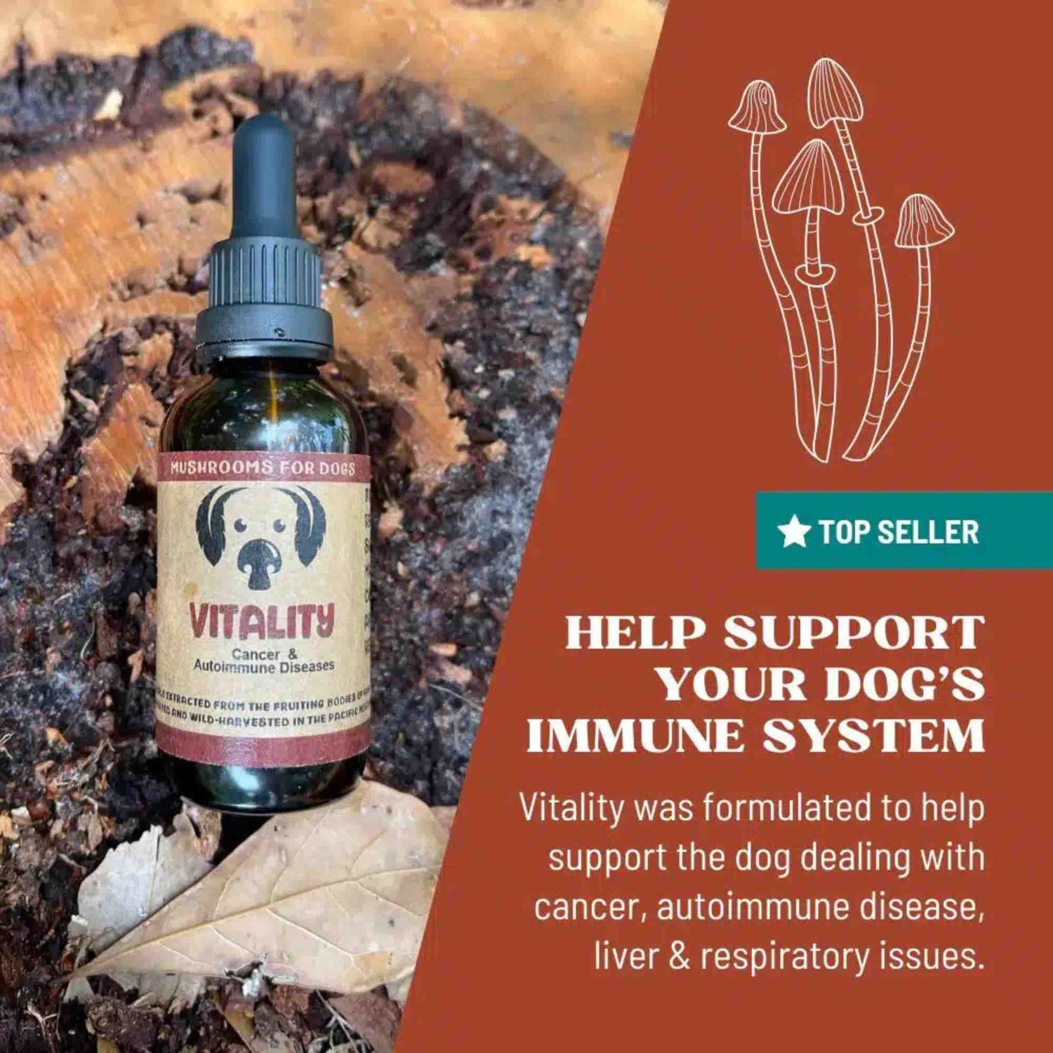 Vitality mushroom benefits