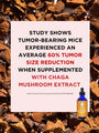 Chaga Mushrooms | Liquid Triple Extract